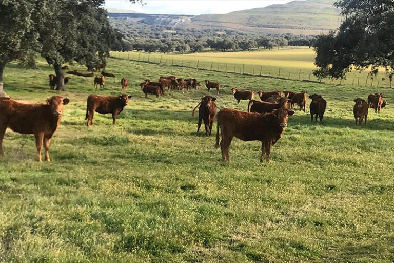 Gestión De Fincas Ganaderas Decampo Ingenieros